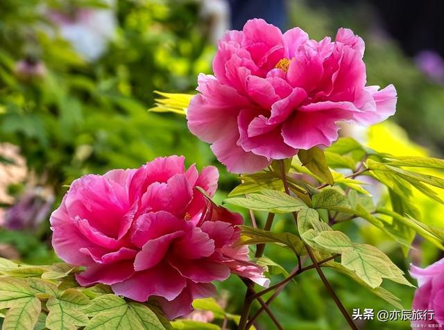 中国十大最美赏牡丹胜地2025年排行榜前十名榜单出炉 中国十大最美赏牡丹胜地2025年排行榜前十名榜单出炉