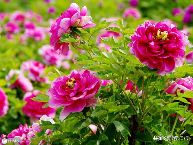 中国十大最美赏牡丹胜地2025年排行榜前十名榜单出炉 中国十大最美赏牡丹胜地2025年排行榜前十名榜单出炉