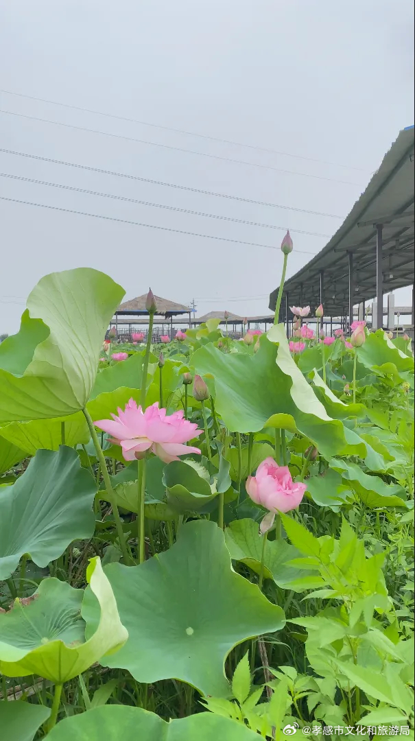 孝感十大赏荷花好去处2025年排行榜前十名榜单出炉