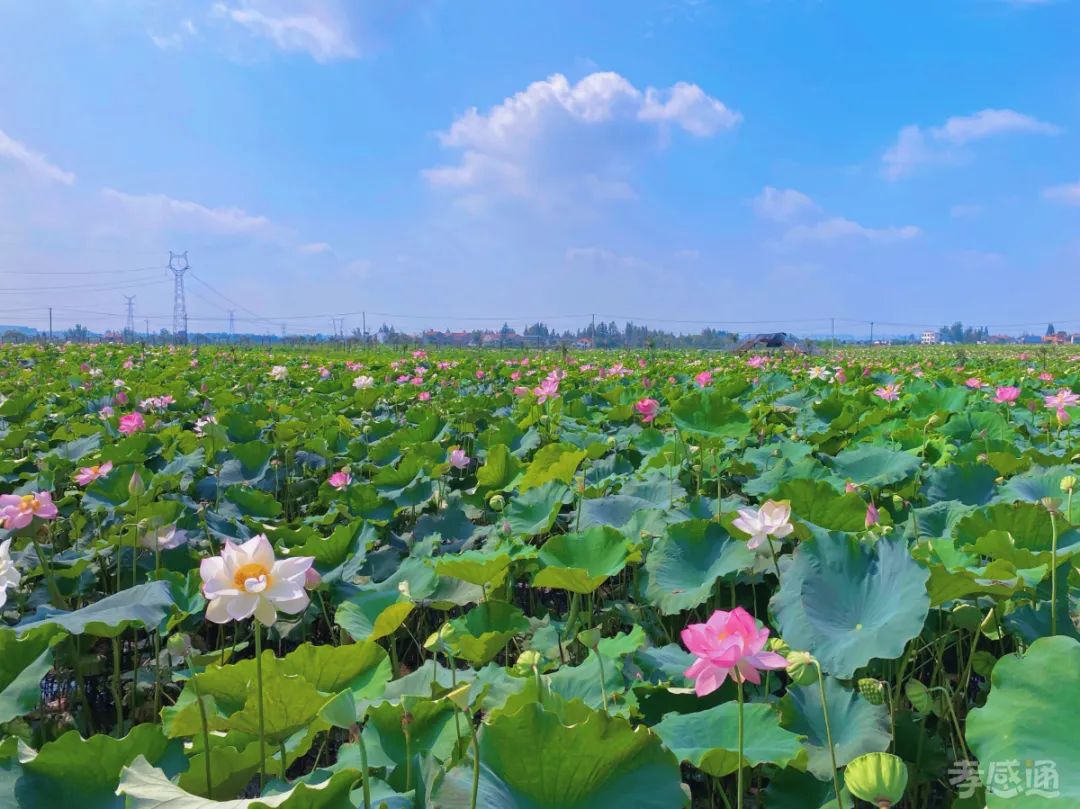 孝感十大赏荷花好去处2025年排行榜前十名榜单出炉