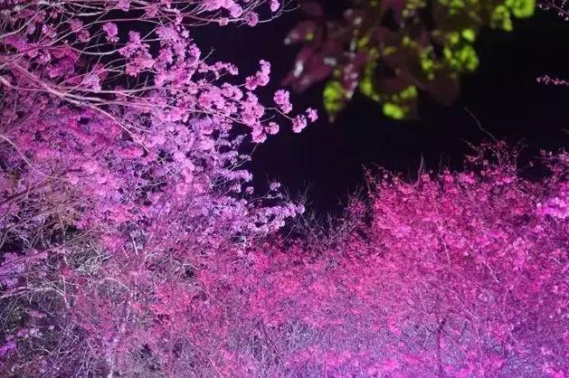 广州十大适合清明节旅游的地方2025年排行榜前十名榜单出炉 广州十大适合清明节旅游的地方2025年排行榜前十名榜单出炉