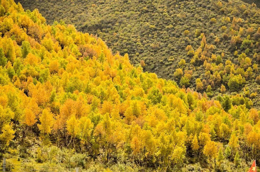 林芝市十大秋季旅游好去处2025年排行榜前十名榜单出炉