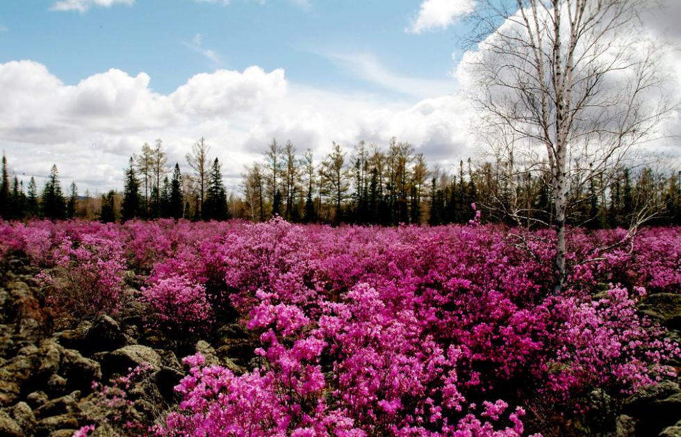 黑龙江十大赏花胜地2025年排行榜前十名榜单出炉 黑龙江十大赏花胜地2025年排行榜前十名榜单出炉
