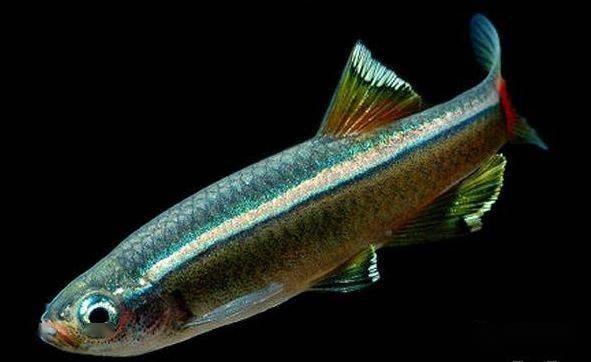 十大最好养的大型观赏鱼2025年排行榜前十名榜单出炉 十大最好养的大型观赏鱼2025年排行榜前十名榜单出炉