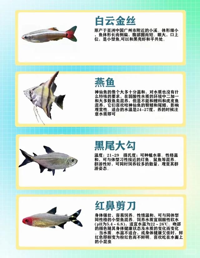 十大最好养的大型观赏鱼2025年排行榜前十名榜单出炉