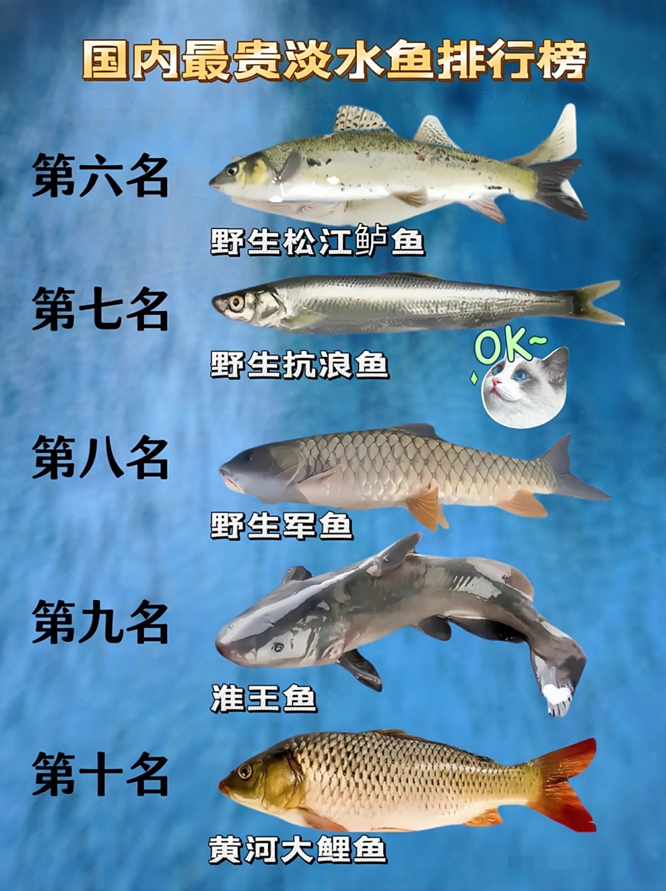 十大最好养的大型观赏鱼2025年排行榜前十名榜单出炉 十大最好养的大型观赏鱼2025年排行榜前十名榜单出炉