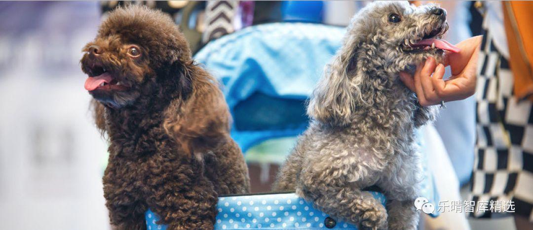 世界十大最热门的小型宠物2025年排行榜前十名榜单出炉