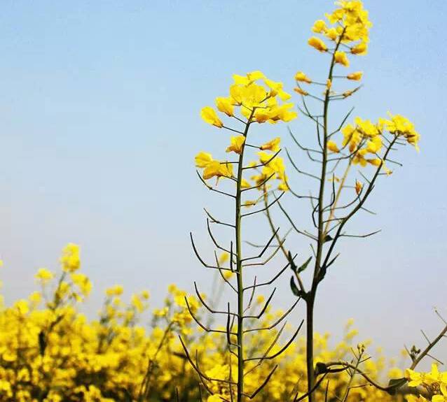 江西十大赏花胜地2025年排行榜前十名榜单出炉