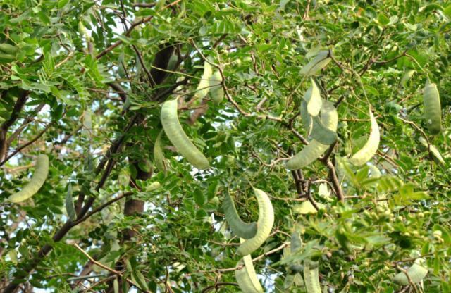 十大最耐寒的绿化树2025年排行榜前十名榜单出炉