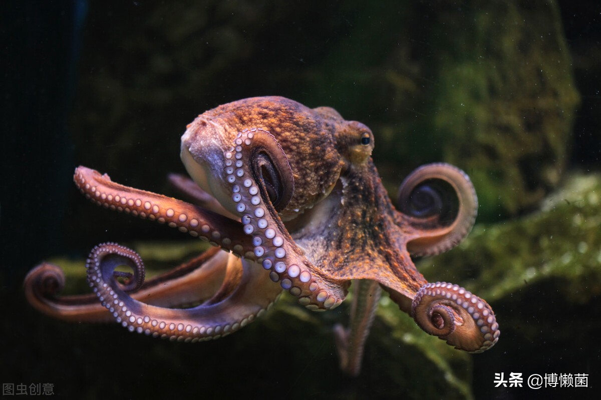 十大最漂亮的章鱼2025年排行榜前十名榜单出炉