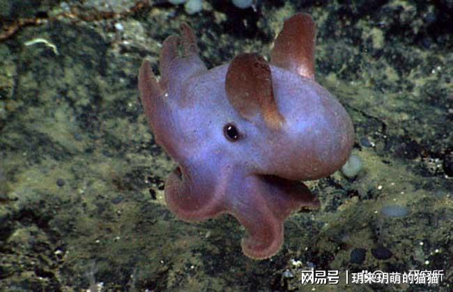 十大最漂亮的章鱼2025年排行榜前十名榜单出炉