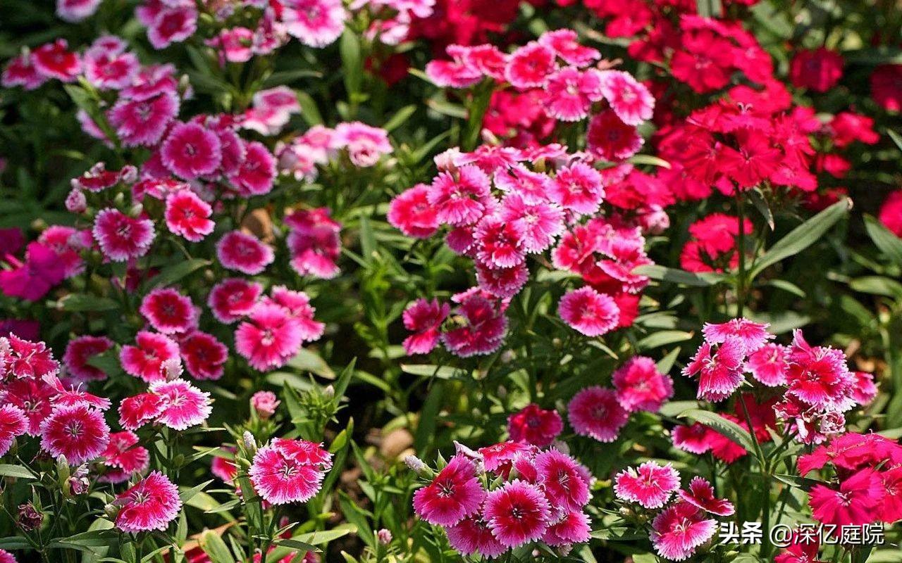 十大最美的马蹄莲品种2025年排行榜前十名榜单出炉