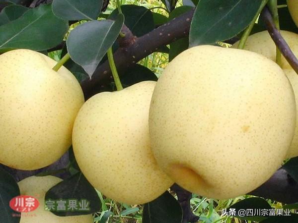 梨子常见的十大品种2025年排行榜前十名榜单出炉 梨子常见的十大品种2025年排行榜前十名榜单出炉