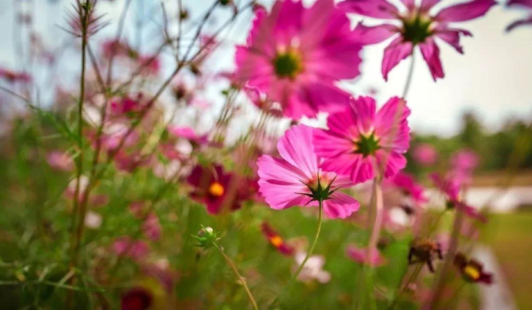 西藏十大采摘园2025年排行榜前十名榜单出炉