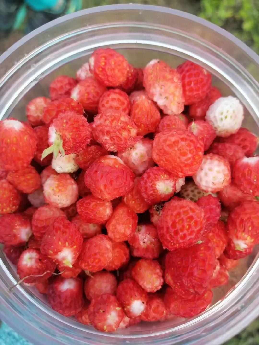 甘肃十大特产2025年排行榜前十名榜单出炉