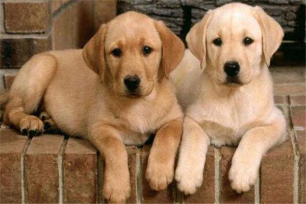 十大最聪明的宠物2025年排行榜前十名榜单出炉 十大最聪明的宠物2025年排行榜前十名榜单出炉