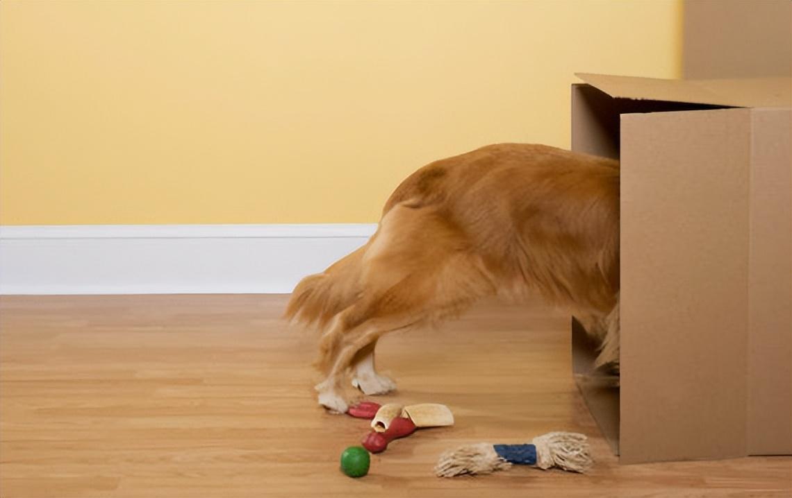 十大最聪明的宠物2025年排行榜前十名榜单出炉 十大最聪明的宠物2025年排行榜前十名榜单出炉