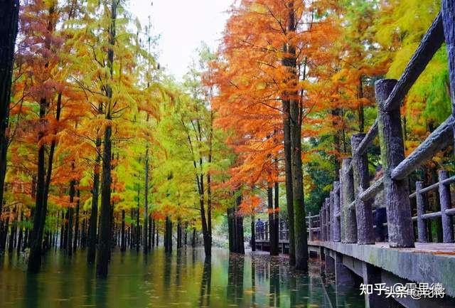 中国十大水杉林2025年排行榜前十名榜单出炉 中国十大水杉林2025年排行榜前十名榜单出炉