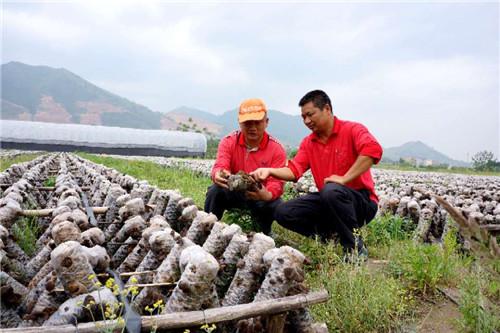 黑木耳十大产地2025年排行榜前十名榜单出炉