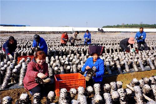 黑木耳十大产地2025年排行榜前十名榜单出炉